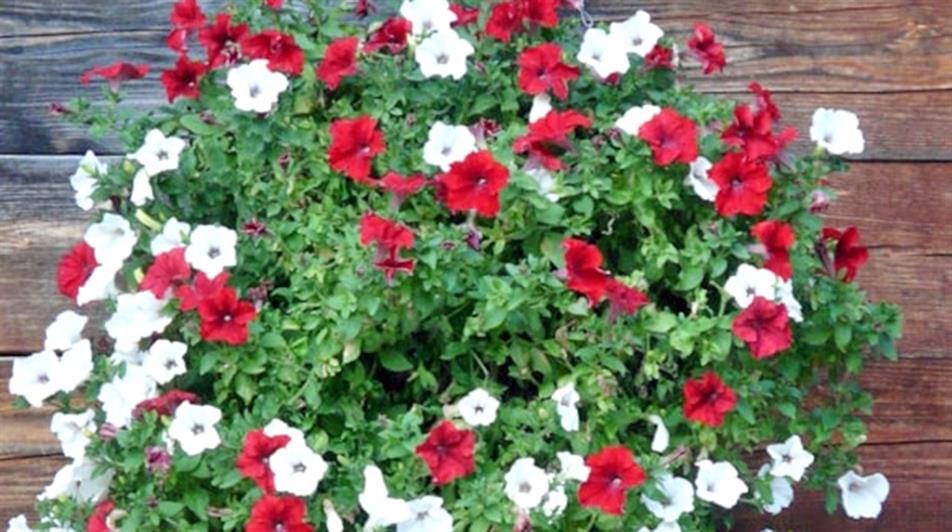 England World Cup colours